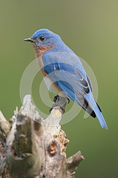 Male Eastern Bluebird