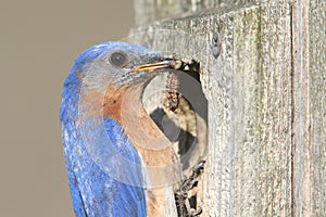 Male Eastern Bluebird