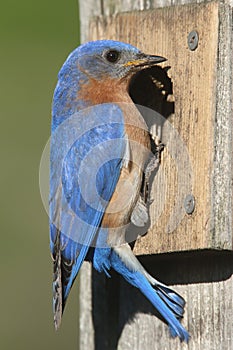 Male Eastern Bluebird