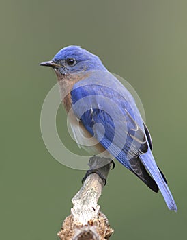 Male Eastern Bluebird