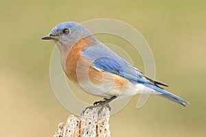 Male Eastern Bluebird