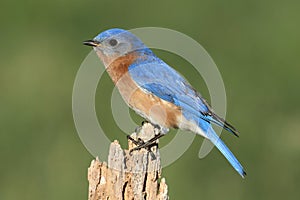 Male Eastern Bluebird