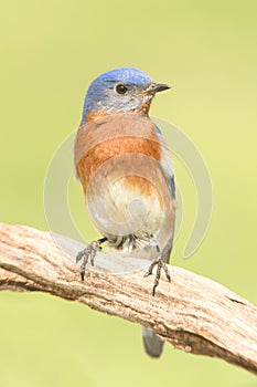 Male Eastern Bluebird