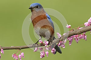 Male Eastern Bluebird