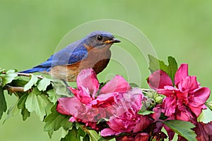 Male Eastern Bluebird