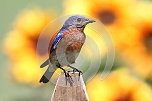 Male Eastern Bluebird