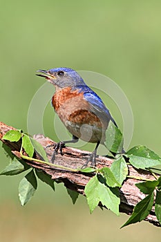 Male Eastern Bluebird