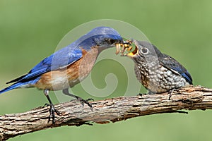 Male Eastern Bluebird With Baby