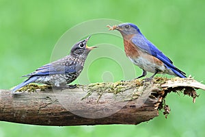 Male Eastern Bluebird With Baby