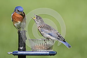 Male Eastern Bluebird With Baby