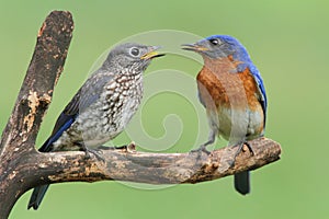 Male Eastern Bluebird With Baby