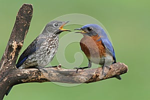 Male Eastern Bluebird With Baby