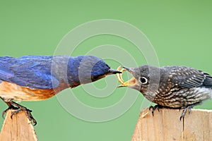 Male Eastern Bluebird With Baby