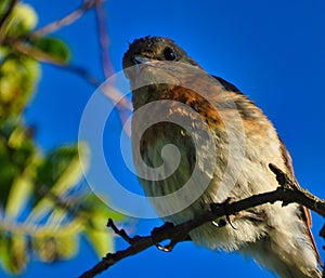 Male Eastern Bluebird Bird with Vibrant Orange Breast Perched on Tree Branch