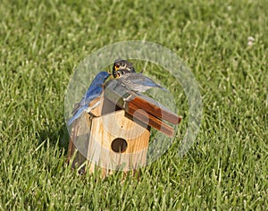 Male Eastern Bluebird Feeding Fledgings