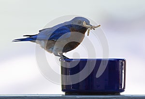 Male Eastern Bluebird feeding on mealworms