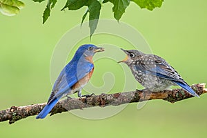 A male Eastern Bluebird feeds one of his fledgling chicks.