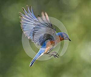 Male Eastern bluebird in flight