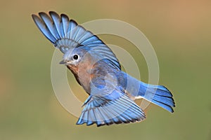Male Eastern Bluebird in flight