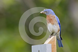 Male Eastern Bluebird with a Grasshopper in its Beak