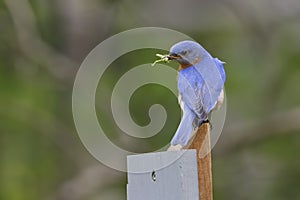 Male Eastern Bluebird with a Grasshopper in its Beak