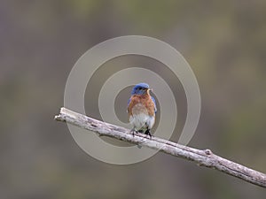Male Eastern Bluebird with Mealworm