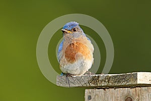 Male Eastern Bluebird on Nestbox