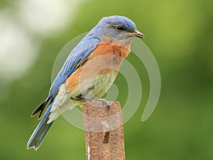 Male Eastern Bluebird - Ontario, Canada