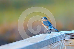 Male Eastern Bluebird pearched on the walkway railing at Skidaway Island State Park, GA