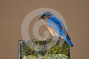 Male Eastern Bluebird Perched on Nesting Box