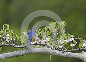 Male eastern bluebird perched in pink flowers