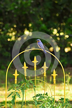 Male Eastern bluebird perched on top of yellow garden trellis