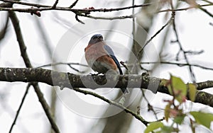 Male Eastern Bluebird Perched on Tree Branch