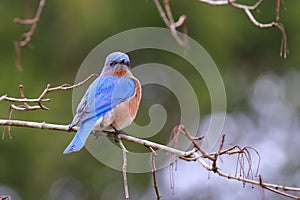 Male eastern bluebird perched on a twig. Sialia sialis.