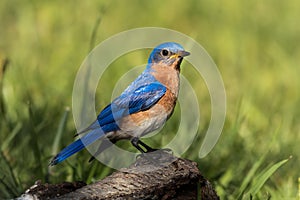 Male Eastern Bluebird portrait perched on weathered birch with feathers shining vividly in the morning s