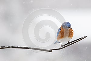 Male Eastern Bluebird Sialia sialis