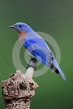 Male Eastern Bluebird (Sialia sialis)