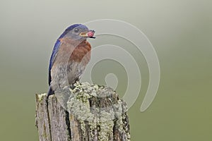 Male Eastern Bluebird, Sialia sialis, with a berry in it`s mouth