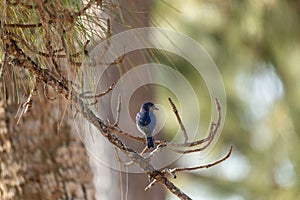 Male Eastern bluebird Sialia sialis on a branch