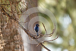 Male Eastern bluebird Sialia sialis on a branch