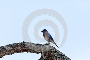 Male Eastern bluebird Sialia sialis on a branch