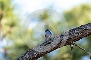 Male Eastern bluebird Sialia sialis on a branch