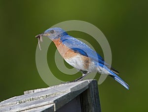 Male eastern bluebird - sialia sialis - with earth worm in his mouth while standing on top of nesting box to feed babies inside. B