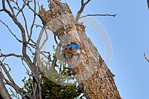 Male Eastern Bluebird Sialia sialis exiting nesting hole in Texas mesquite tree