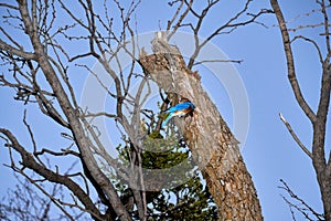 Male Eastern Bluebird Sialia sialis exiting nesting hole in Texas mesquite tree