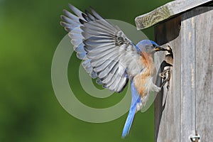 Male Eastern Bluebird photo