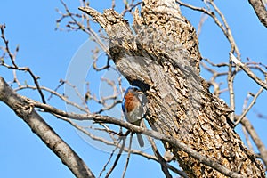 Male Eastern Bluebird Sialia sialis in front of nest hole in Texas mesquite tree holding an insect in its beak