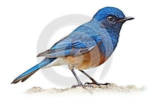 Male Eastern Bluebird (Sialia sialis) isolated on white background