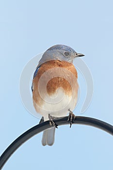 Male Eastern Bluebird Sialia sialis