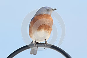 Male Eastern Bluebird Sialia sialis